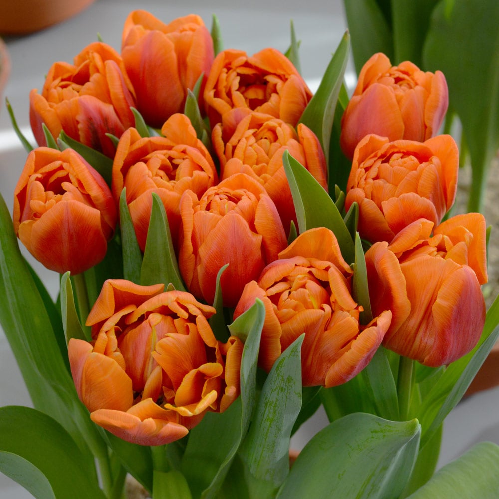 Tulip 'Caracas'