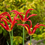  Tulip 'Go Go Red'