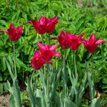  Tulip 'Queen Rania'