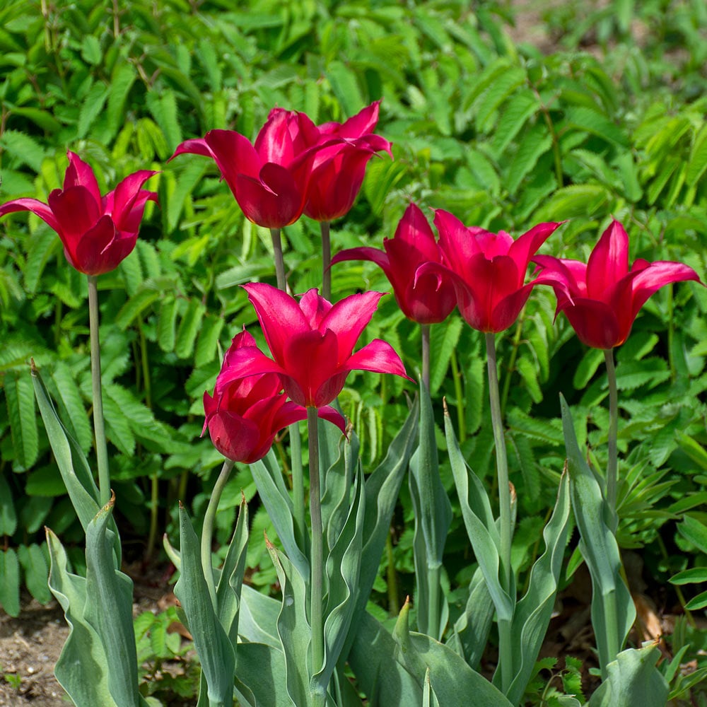 Tulip 'Queen Rania'