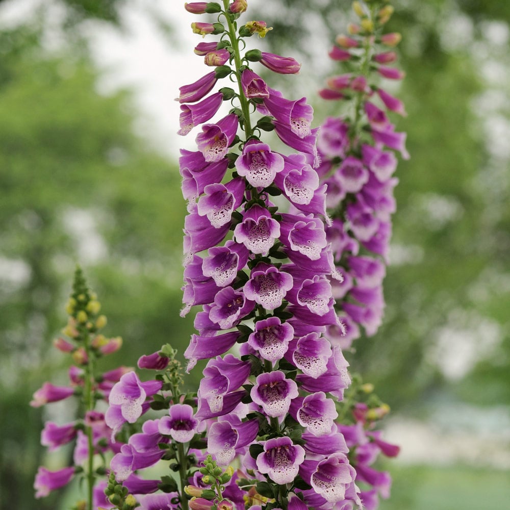Digitalis purpurea 'Dalmatian Purple'