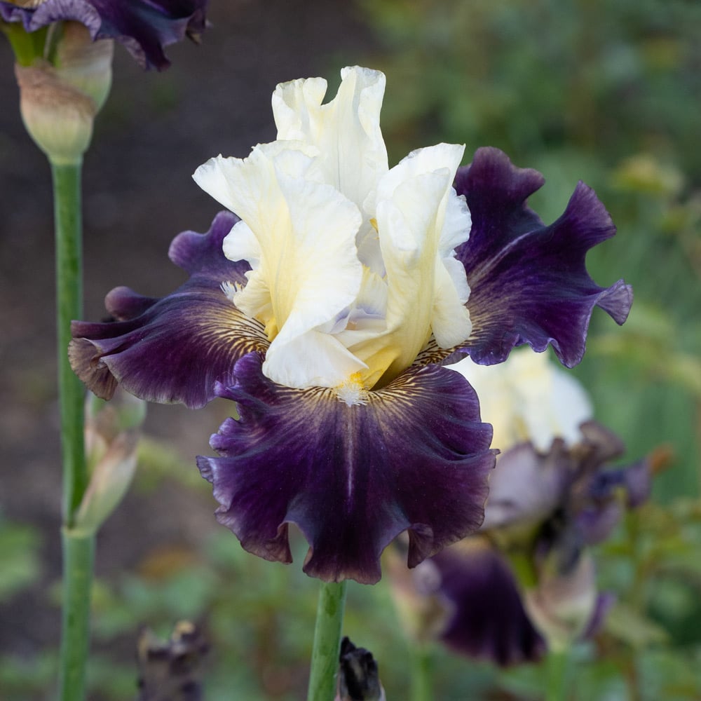 Iris germanica 'Frenchglen'