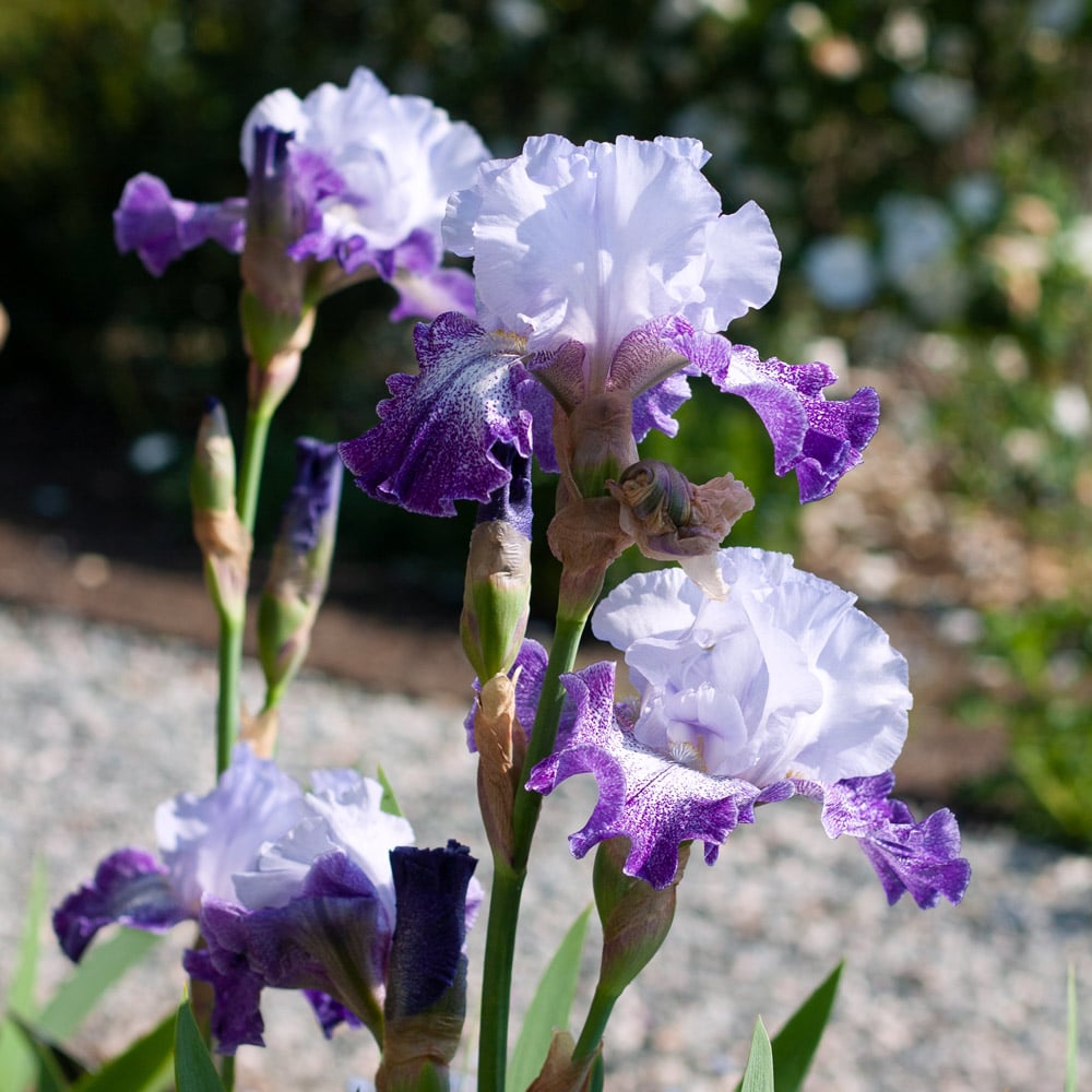 Iris germanica 'Splashacata'