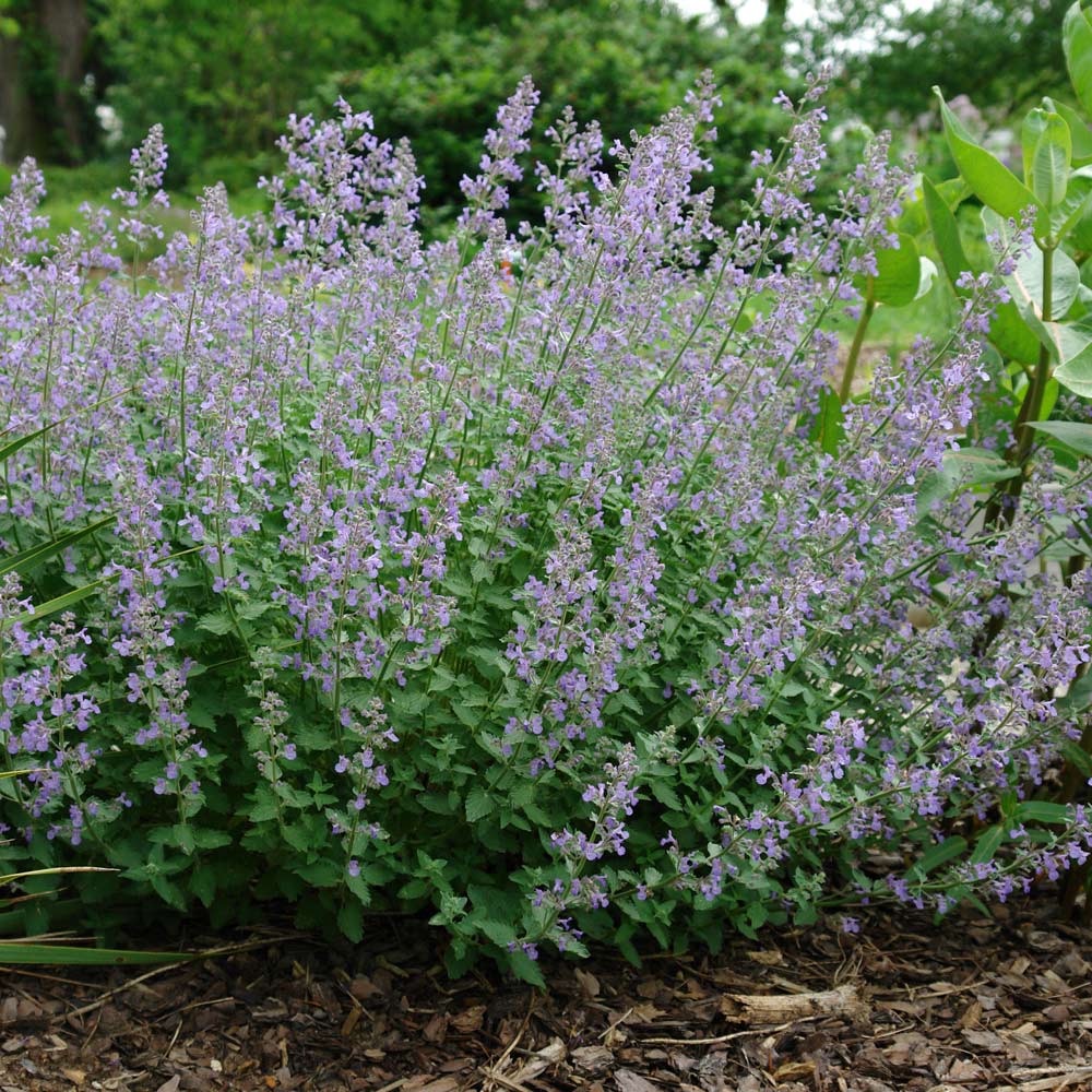 Nepeta Junior Walker™