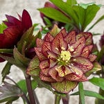  Helleborus Wedding Party® 'Childhood Sweetheart'