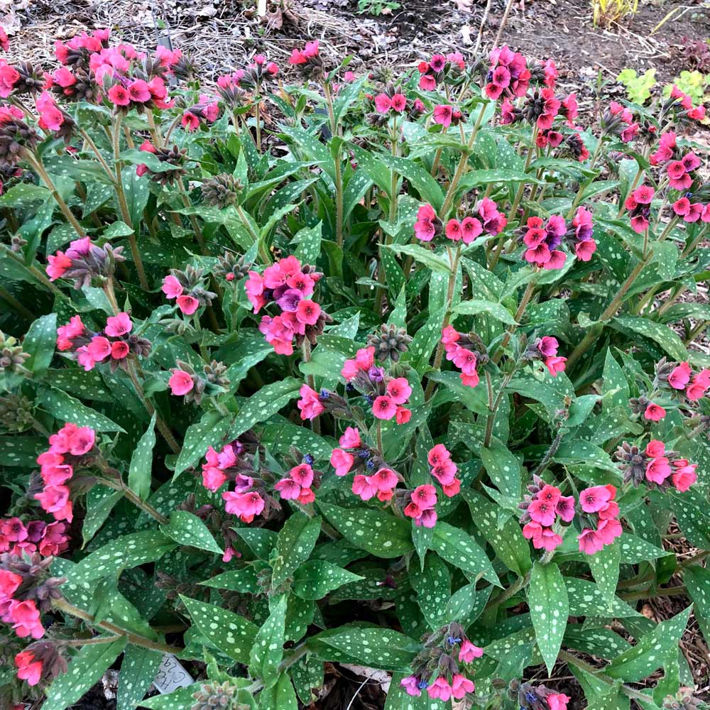 Pulmonaria 'Lisa Marie'