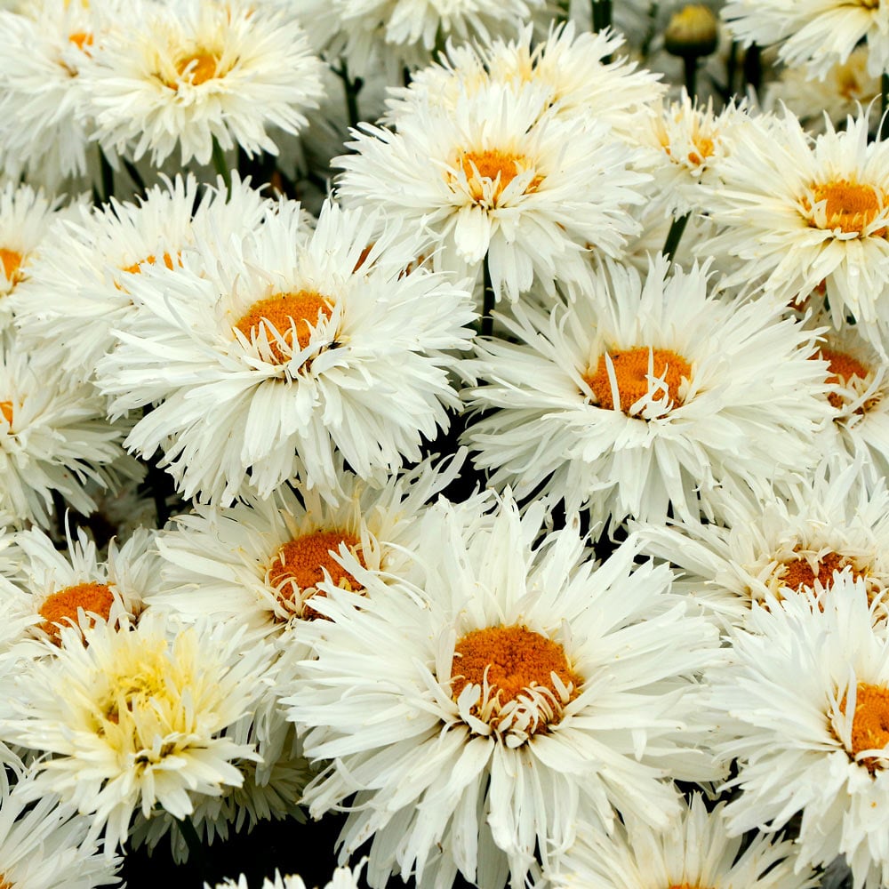 Leucanthemum x superbum 'Coconut'