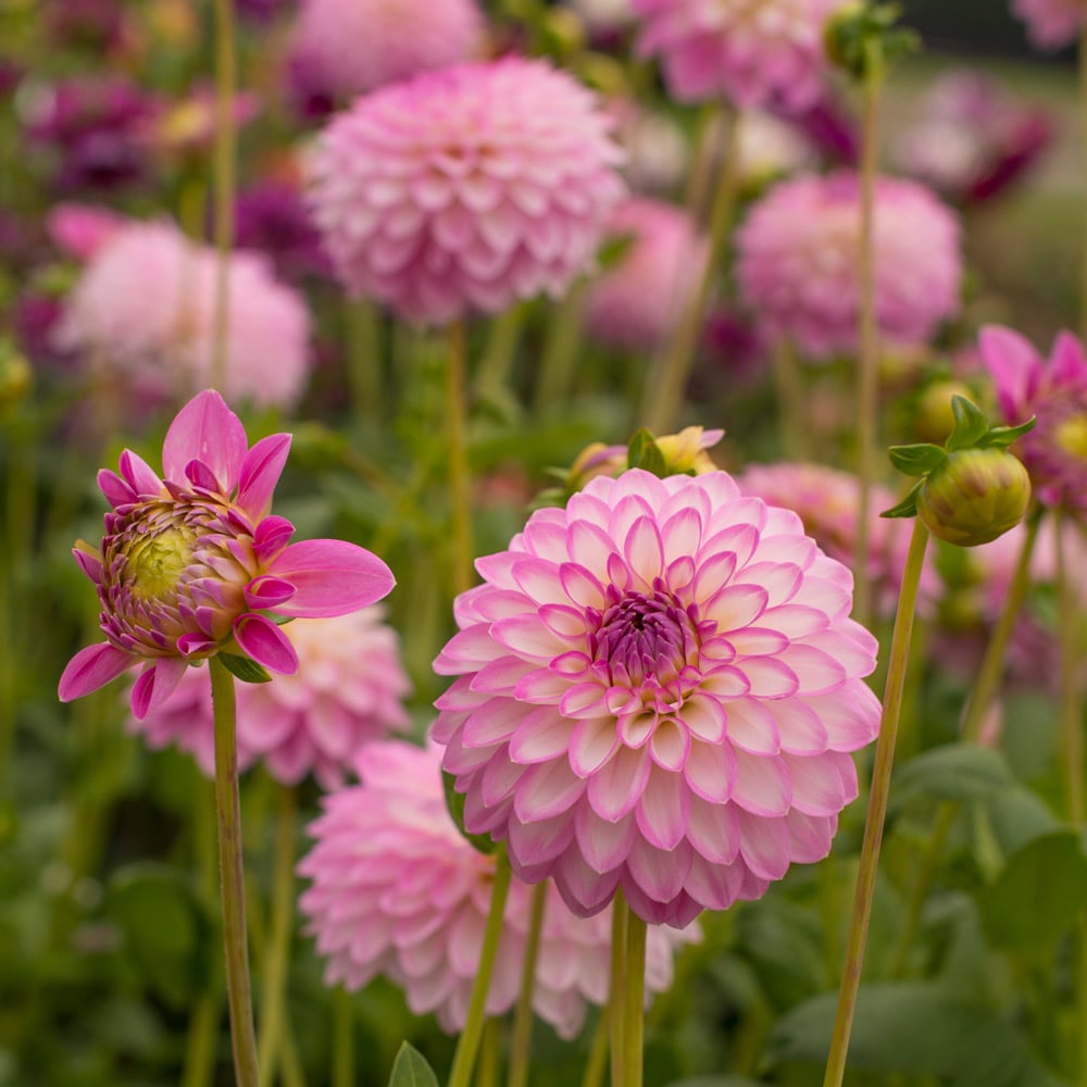 Dahlia 'Arbatax'