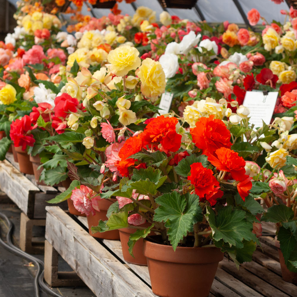Tea with Tuberous Begonias White Flower Farm