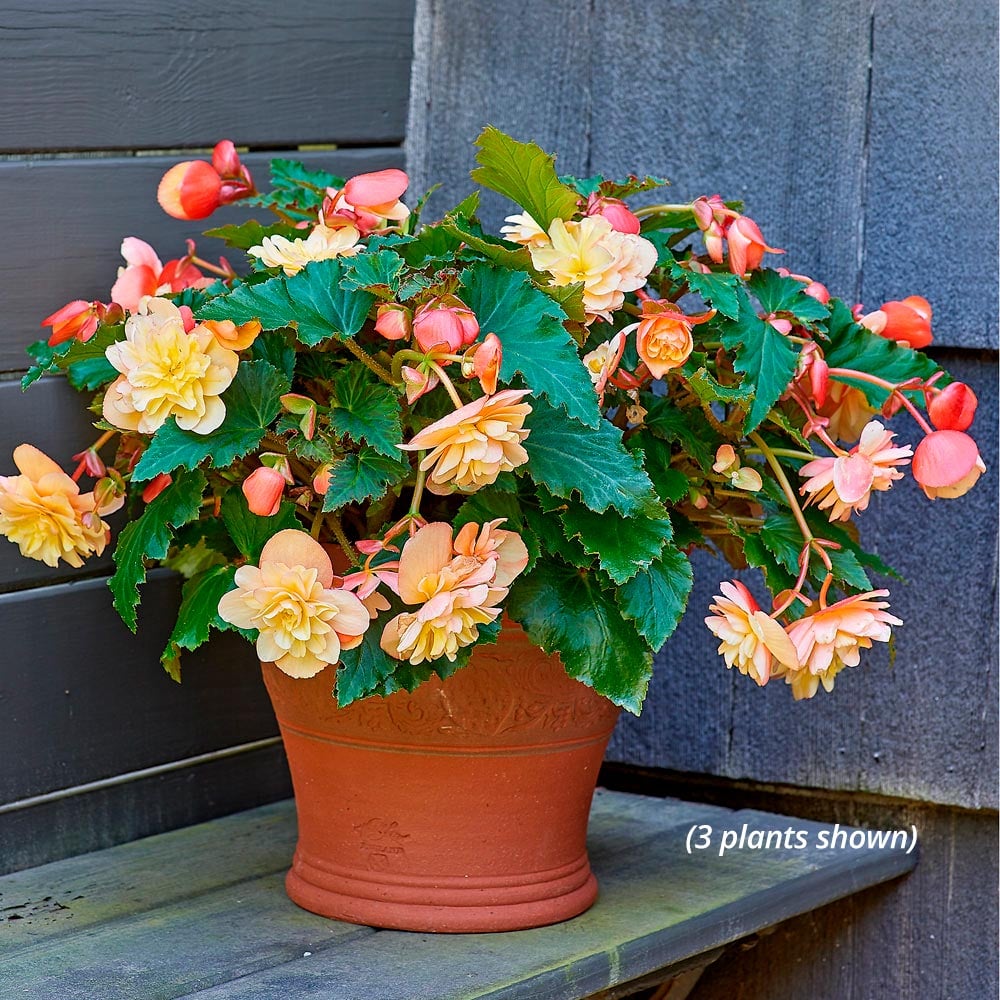 Begonia Fragrant Falls® Peach