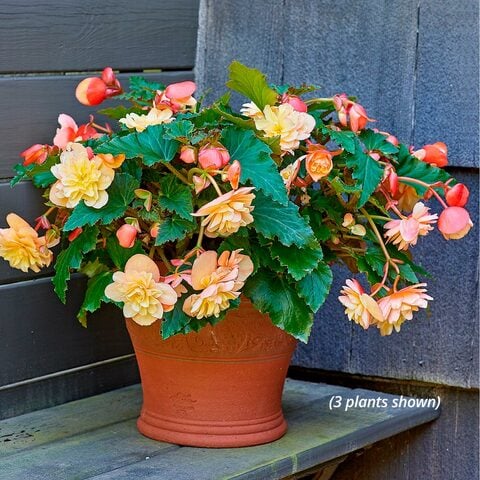  Begonia Fragrant Falls® Peach