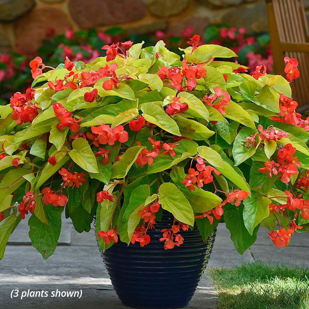 Begonia 'Canary Wing'