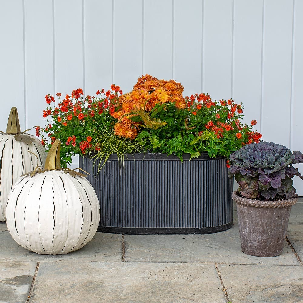 Pumpkin Colors Fall Container Garden