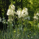  Camassia leichtlinii 'Sacajawea'