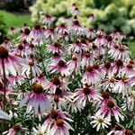  Echinacea Pretty Parasols