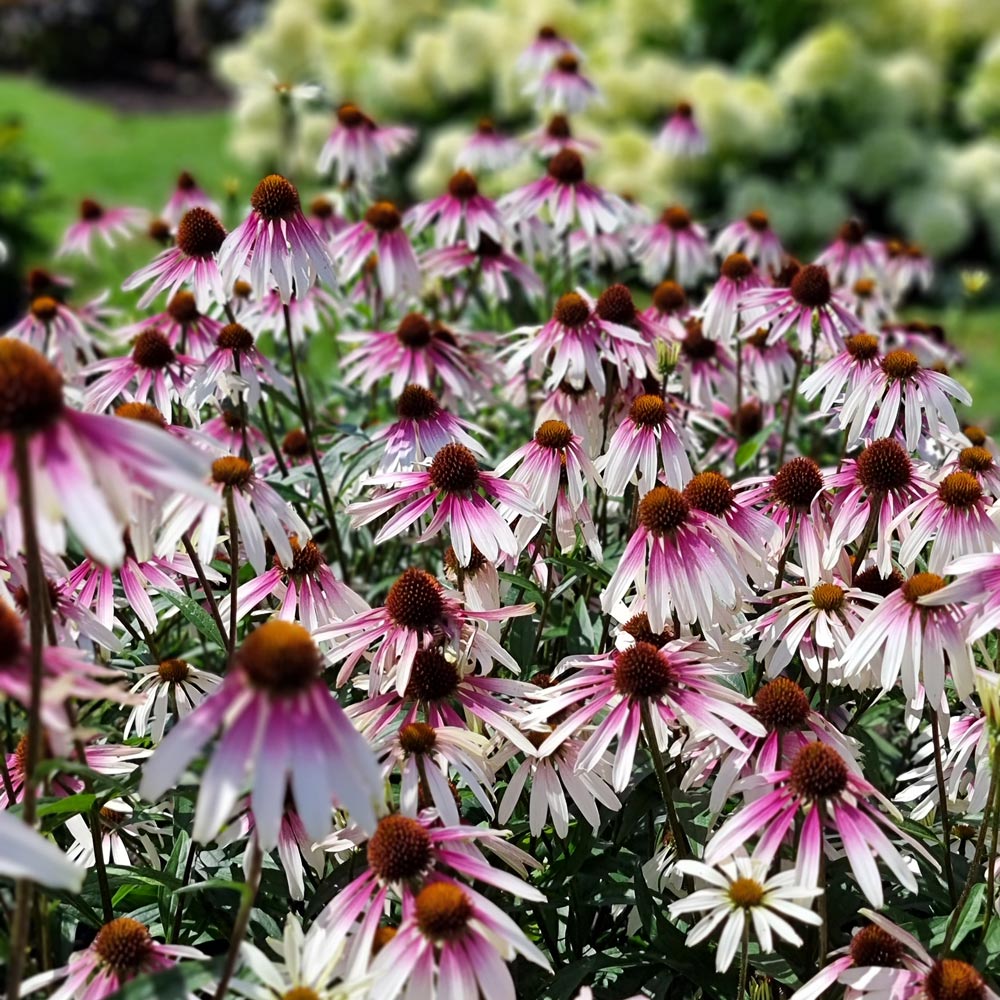 Echinacea Pretty Parasols