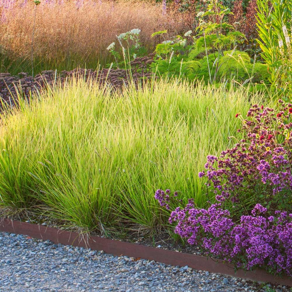 Sesleria autumnalis