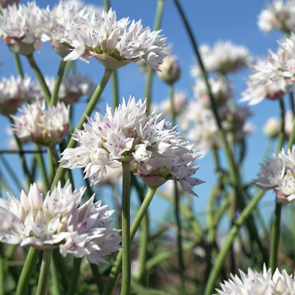 Allium amplectens 'Graceful Beauty'