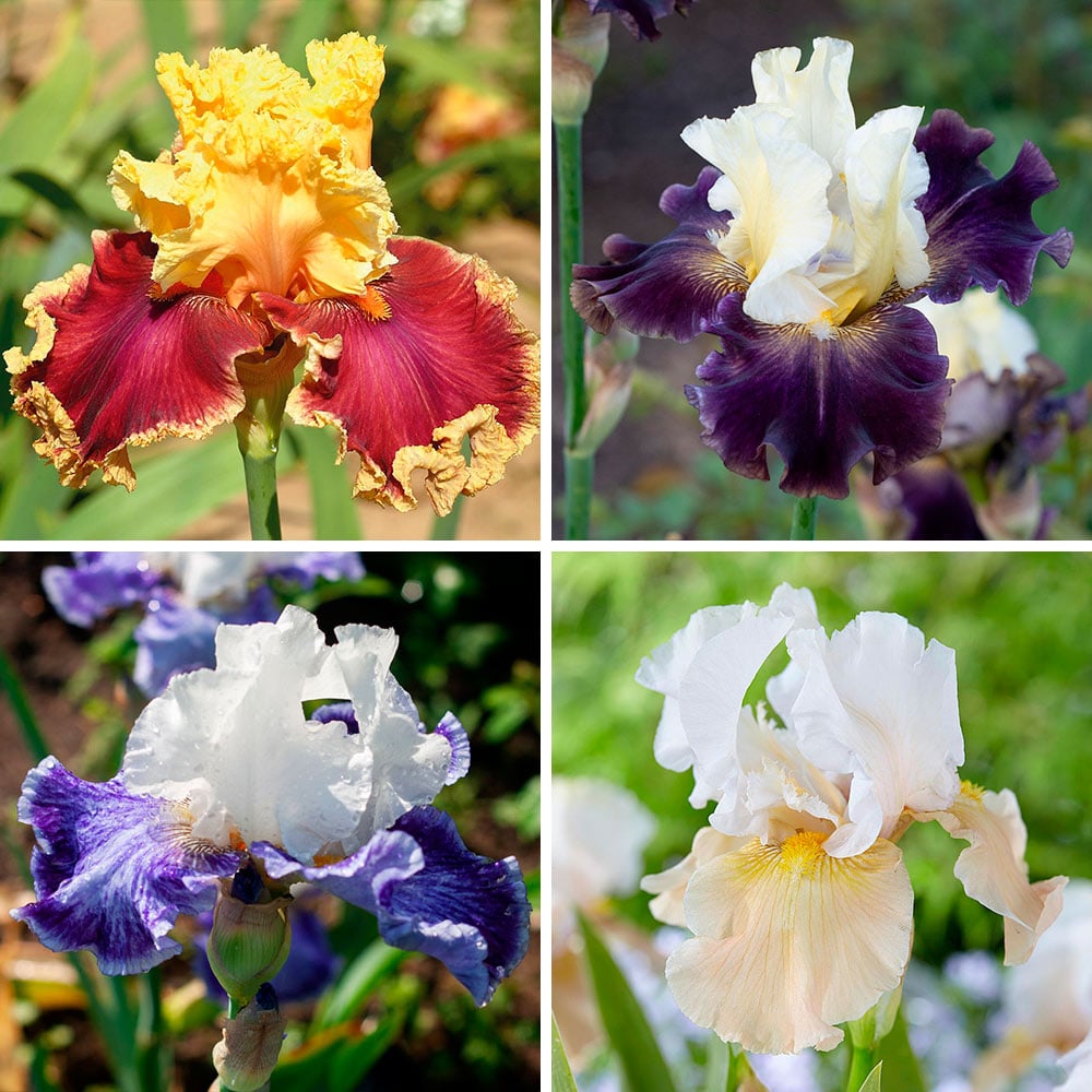 Pride of the Border Bicolor Iris Collection - 4 plants