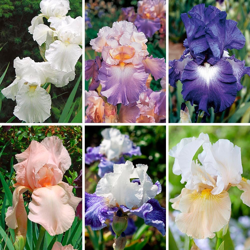Reblooming Tall Bearded Iris Collection