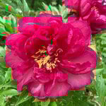 Hard-to-Find Peonies