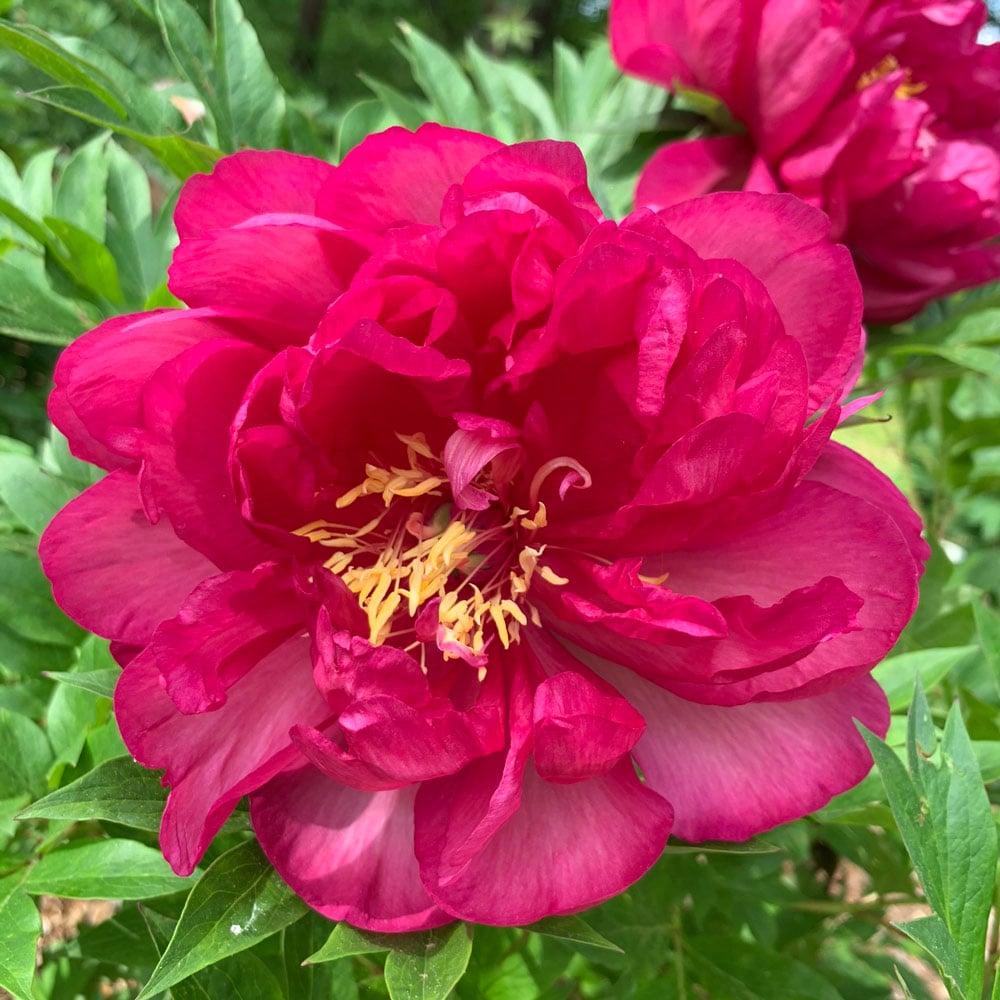 Peony Garden Candy® Candy Apple™ - Itoh Peony