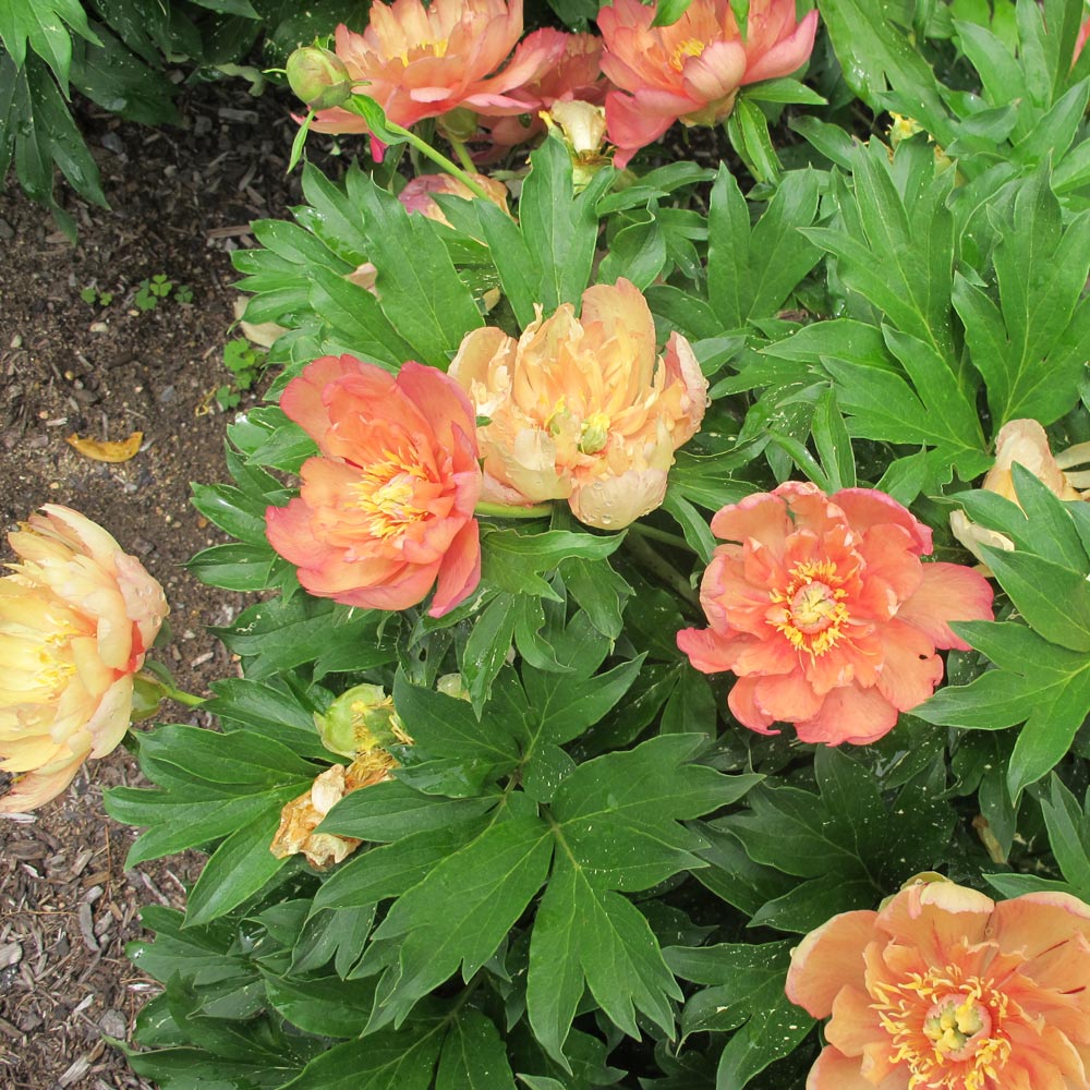 Peony Garden Candy® Summer Sunset™ Itoh Peony White Flower Farm