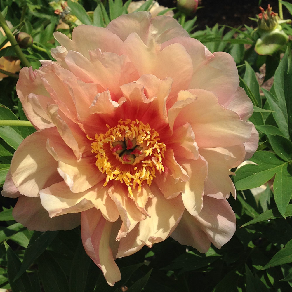 Peony Garden Candy® Summer Sunset™ Itoh Peony White Flower Farm