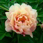  Peony Garden Candy® Summer Sunset™ - Itoh Peony