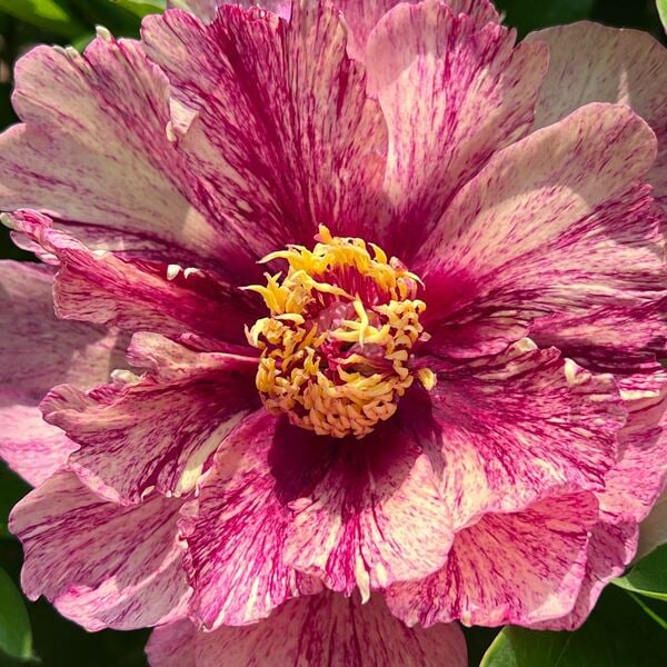 Peony Garden Candy® All That Jazz™ Itoh Peony White Flower Farm