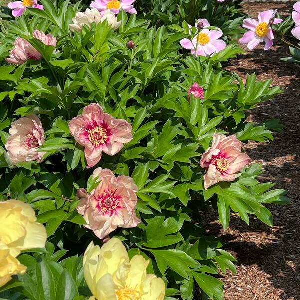 Peony Garden Candy® All That Jazz™ Itoh Peony White Flower Farm