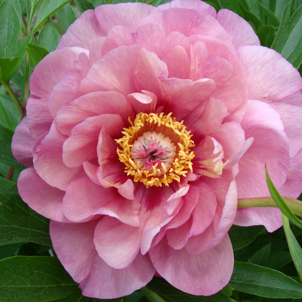 Peony Garden Candy® Toot Sweet™ Itoh Peony White Flower Farm