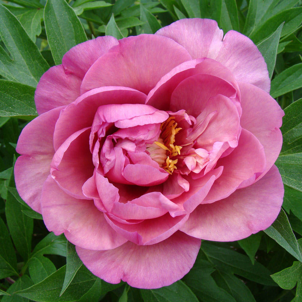 Peony Garden Candy® Toot Sweet™ Itoh Peony White Flower Farm