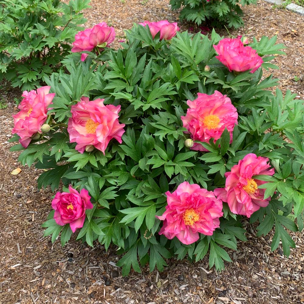 Peony Garden Candy® Noa Jolie™ - Itoh Peony