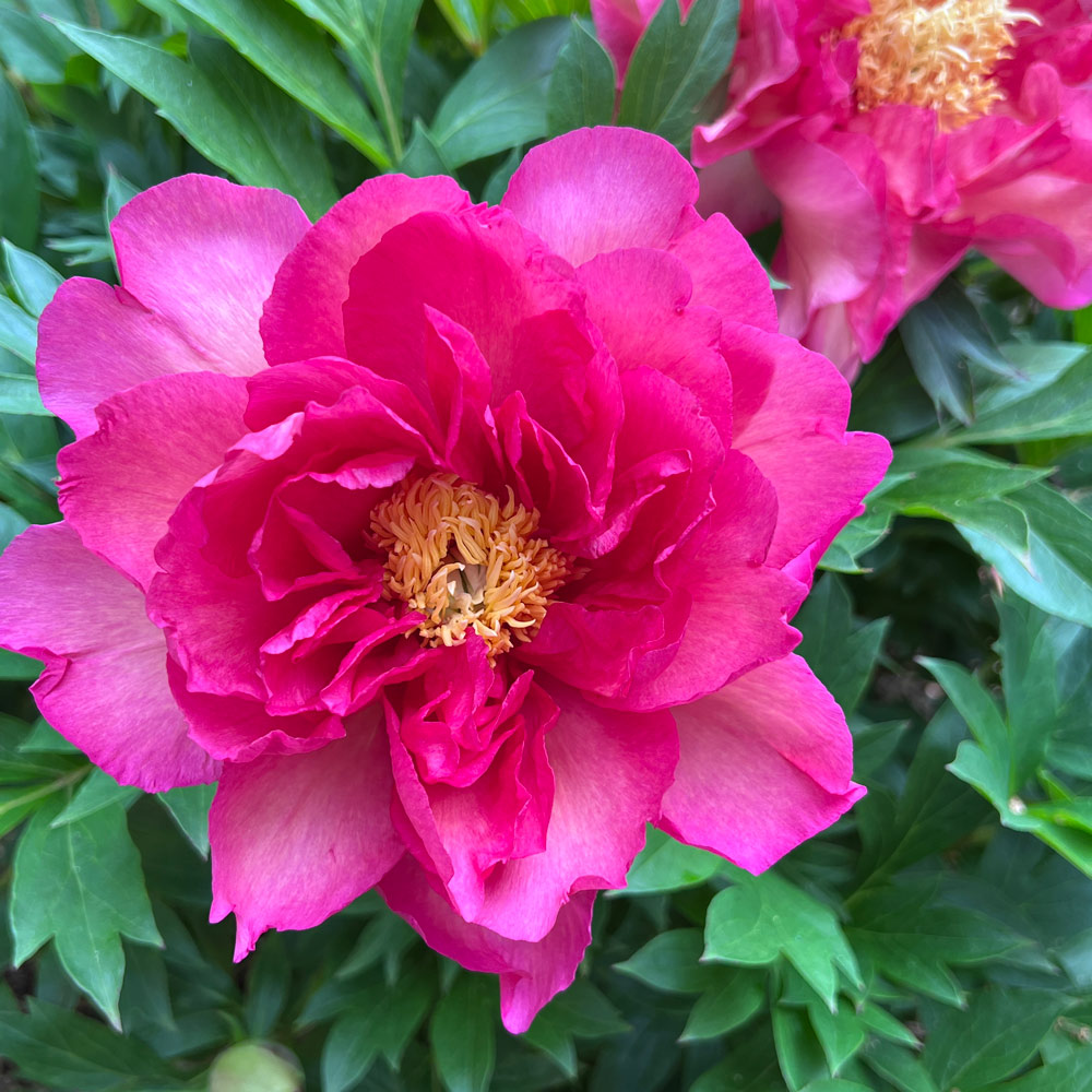 Peony Garden Candy® Noa Jolie™ - Itoh Peony | White Flower Farm