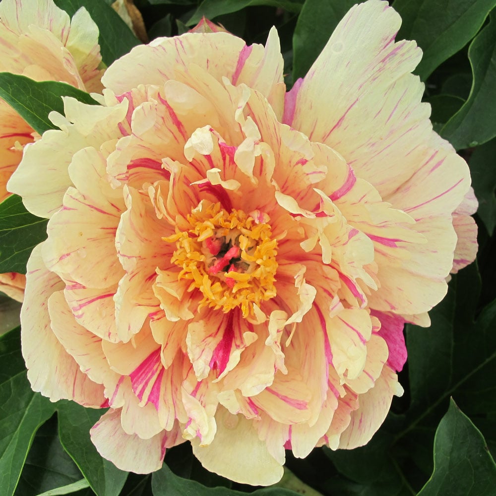 Peony Garden Candy® Blueberry Lemonade™ - Itoh Peony