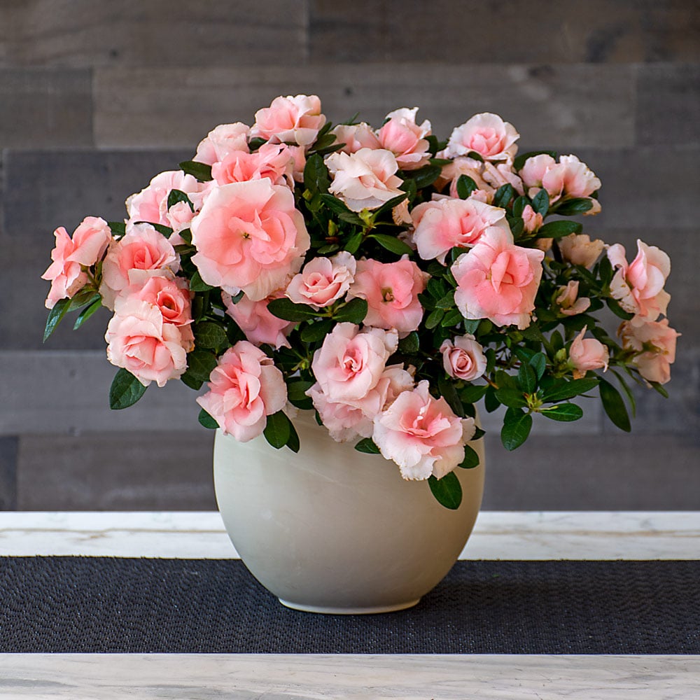 Azalea Rozalea® in cream ceramic cachepot