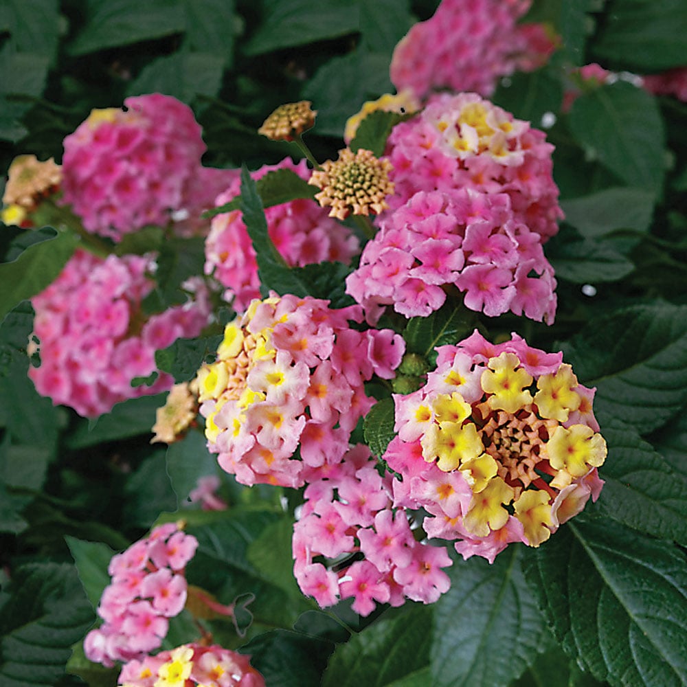 Lantana camara SunDance™ Pink