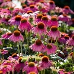  Echinacea purpurea PowWow® Wild Berry