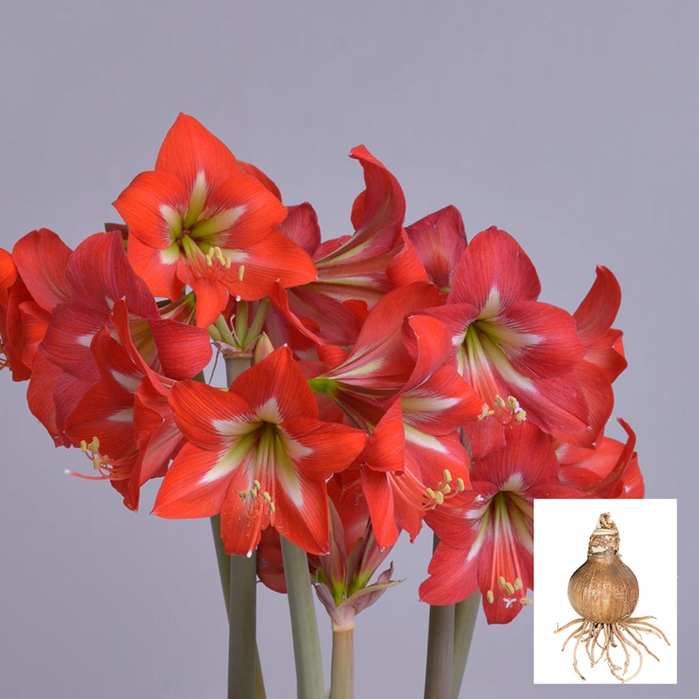 Amaryllis Bright Spark