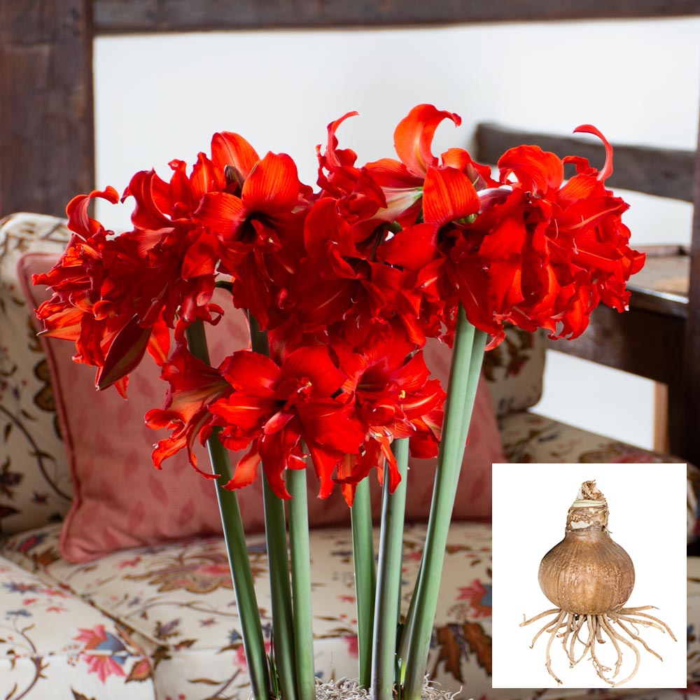 Amaryllis Fanfare®