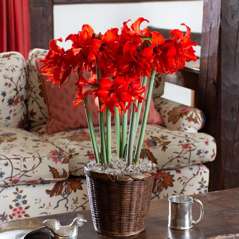 Amaryllis Fanfare®
