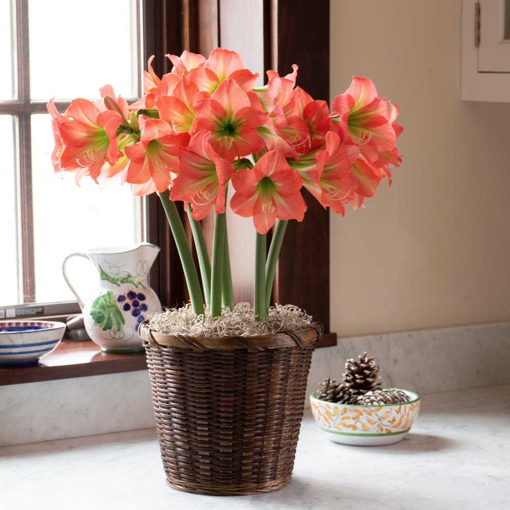 Amaryllis 'Belladonna'