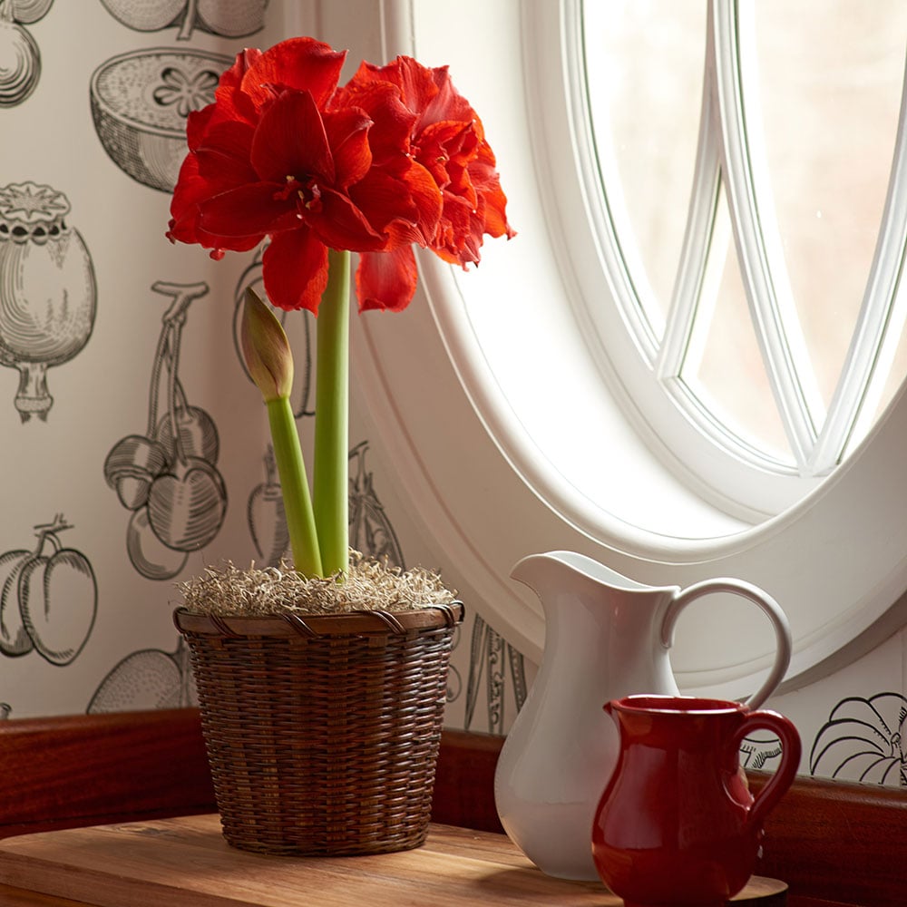 Amaryllis 'Inferno'