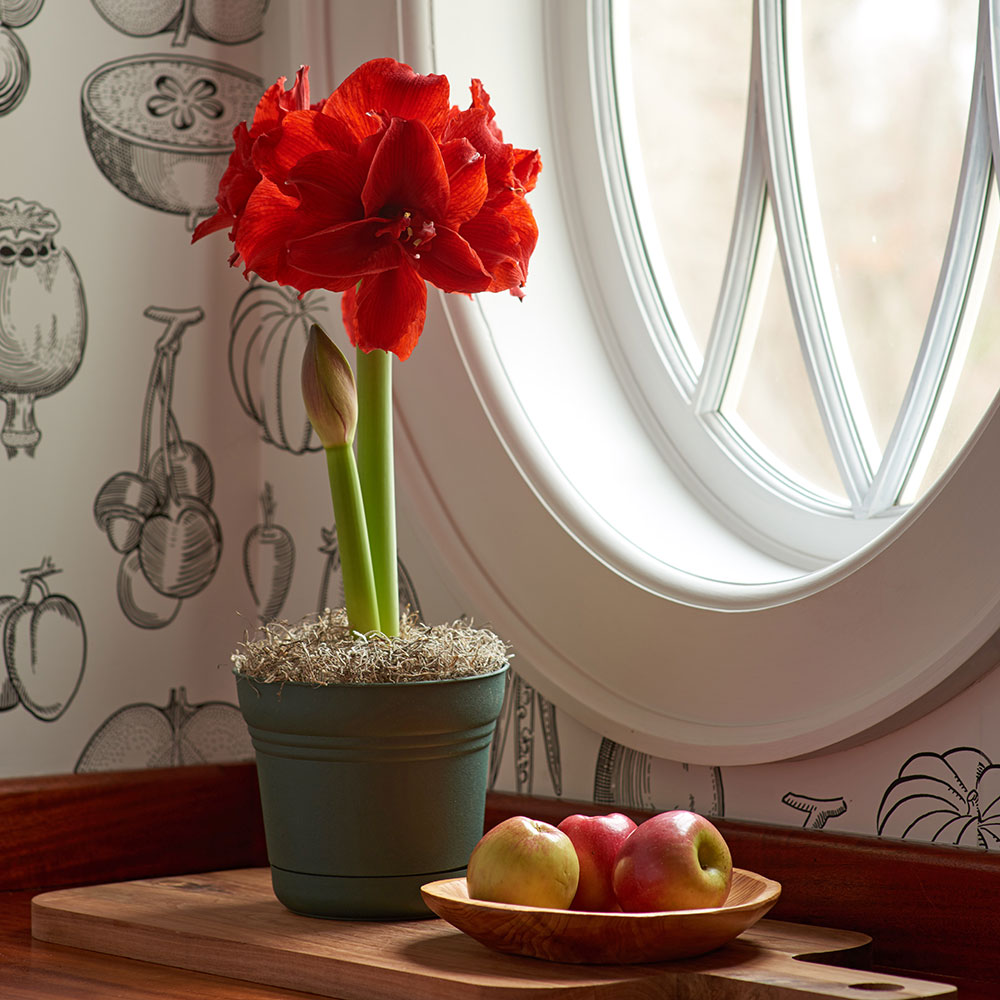 Amaryllis 'Inferno'