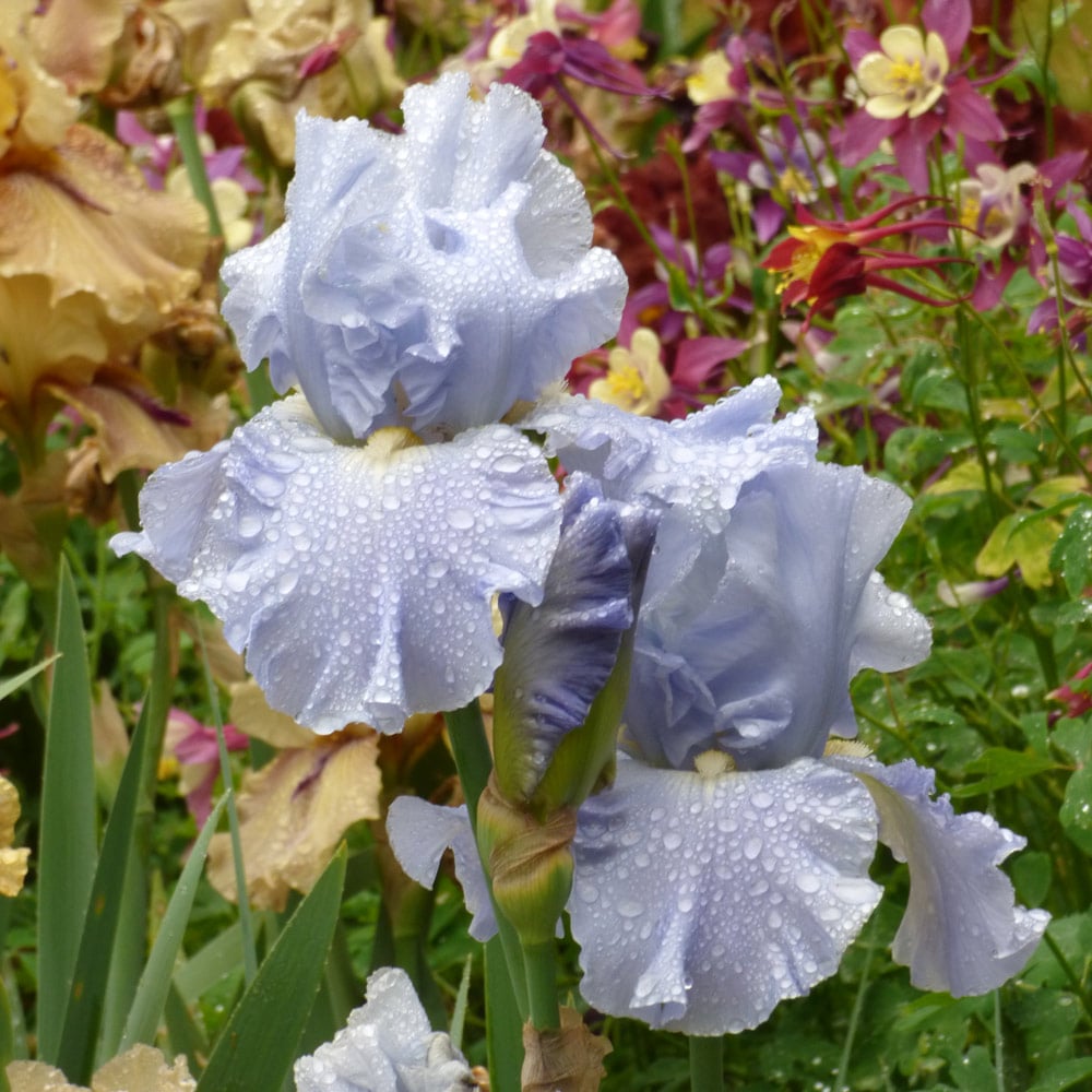 Iris germanica 'Navajo Jewel'
