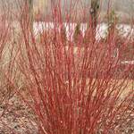  Cornus stolonifera Arctic Fire® Red