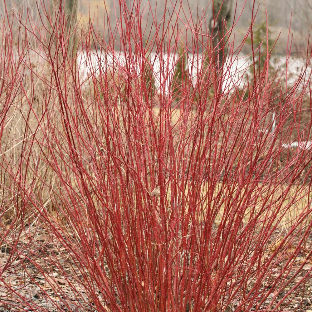 Cornus stolonifera Arctic Fire® Red