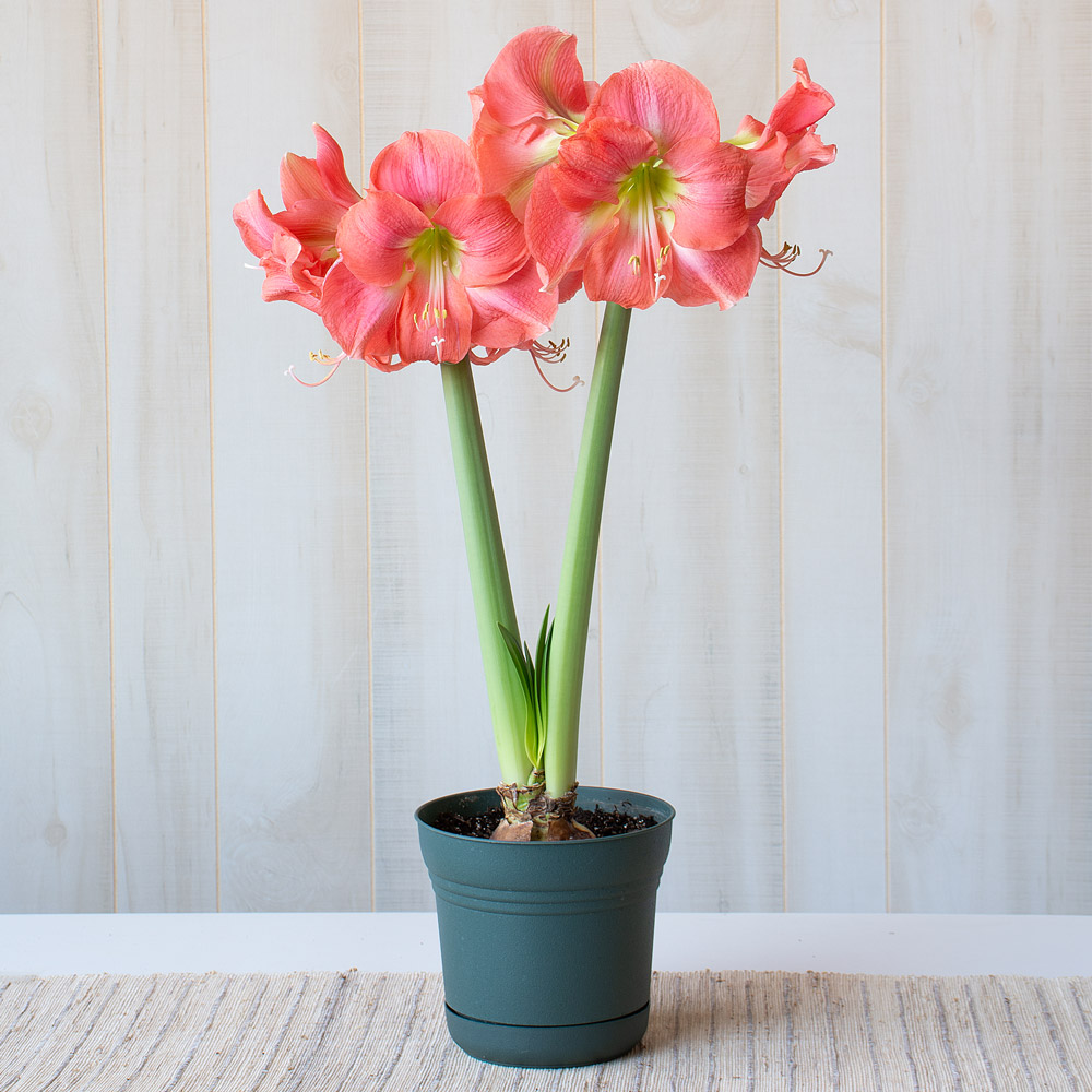 Amaryllis 'Rosalie'