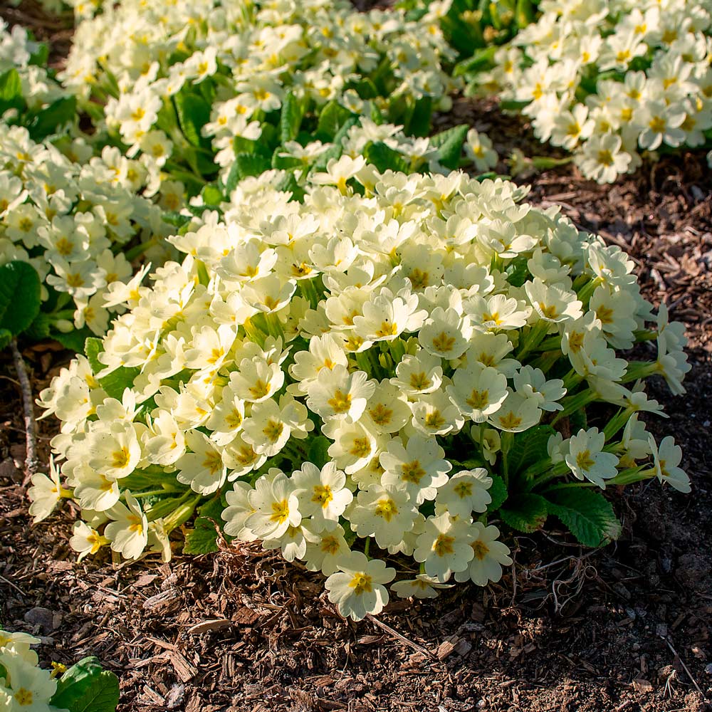 Primula vulgaris